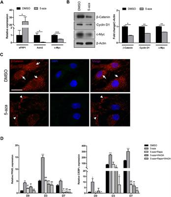 Inhibiting DNA methylation as a strategy to enhance adipose-derived stem cells differentiation: Focus on the role of Akt/mTOR and Wnt/β-catenin pathways on adipogenesis